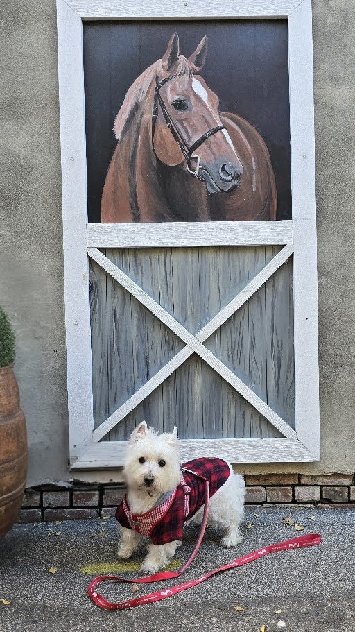 PawProof Leash