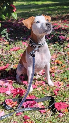 PawProof Leash